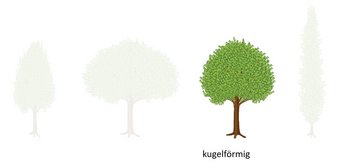 10c-Kronenformen-webbearb