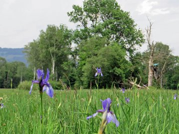 48. Naturschutzgebiet Matschels (Bangs) image-3245