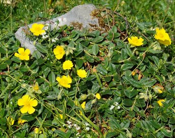Alpensonnenroeschen-_6_-webbearb