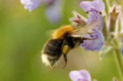Baumhummel image-63385