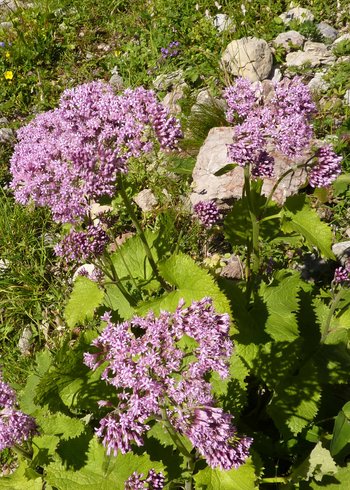 UHVf18_60-Alpendost-webbearb