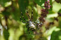 Wespenspinne Wespenspinne