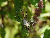 Wespenspinne image-56212