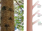 08. Wertastung image-54327