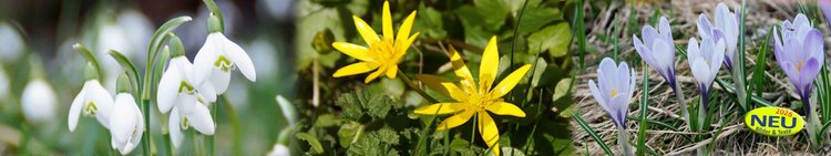 Slider-Panorama-Blumen-Krokus-am-Scharbockskraut-Schneegloeckchen-wg-1920-360-mit-Button-neu-2026