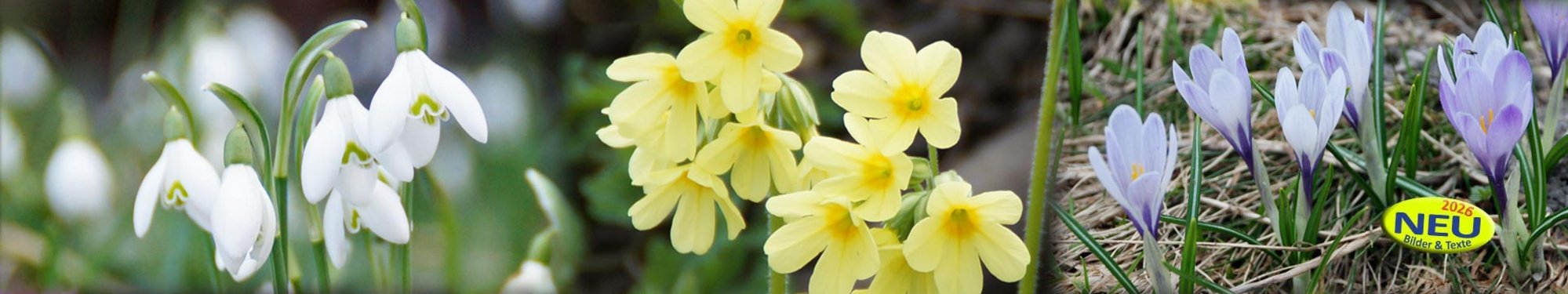 Slider-Panorama-Blumen-Krokus-am-Scharbockskraut-Schneegloeckchen-wg-1920-360-mit-Button-neu-2026