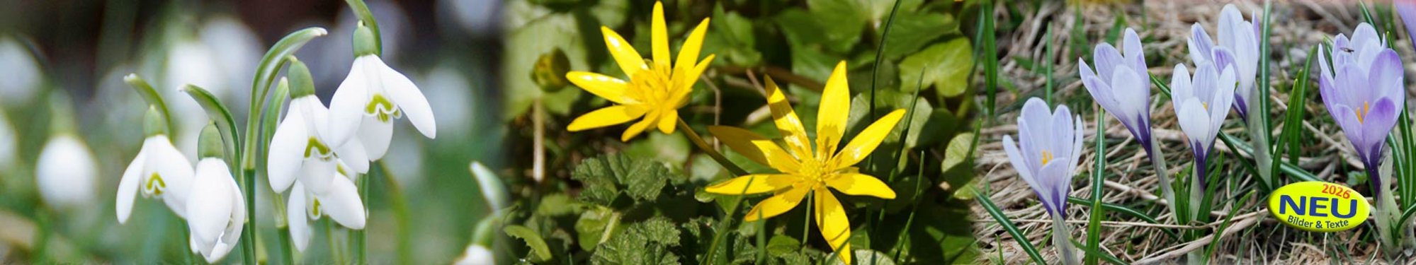 Slider-Panorama-Blumen-Krokus-am-Scharbockskraut-Schneegloeckchen-wg-1920-360-mit-Button-neu-2026