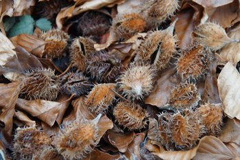 Wald-Buche-Buchecker-Pfaenderstock-wg-2016-_4_-webbearb