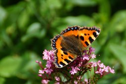 Kleiner Fuchs  Kleiner Fuchs