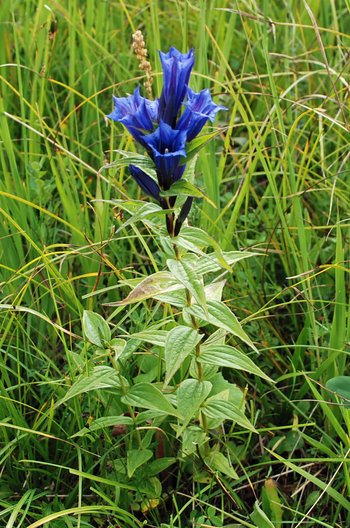 Schwalbenwurz-Enzian-am-2020-webbearb