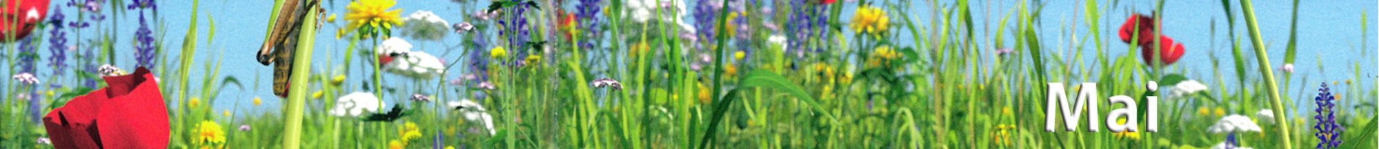 Vorlage-Slider-Bildungsmedien-Titelseite-Topmedien-einzeilig-Mai-2025