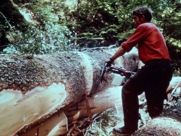 52. Holzarbeit im Gemeindewald image-5075