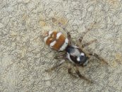 Zebraspringspinne image-56211
