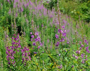 Blume-Waldweidenroeschen-St-Christoph-wg-2019-_9a_-webbearb