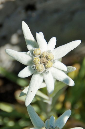Edelweiss-Alpengarten-Freschenhaus-wg-_5_-webbearb
