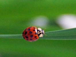 Marienkäfer image-63336