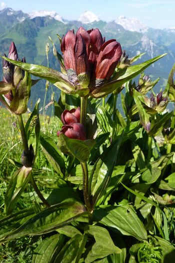 Enzian-Purpur-_2_-ss-webbearb