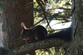 Tiere-Eichhoernchen-Gebhardsberg-_2_0_-webbearb