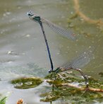 Blaue Federlibelle image-89810