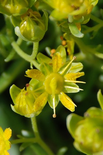 Fetthennen-Steinbrech_Bluete_2-am-2020-webbearb