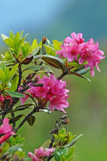 Pflanzen-Blumen-Alpenrose-rostblaettrige-Montafon-Schruns-Hochhjoch-wg-2022-_100_-webbearb