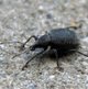 Schwarzer Rüsselkäfer image-89675