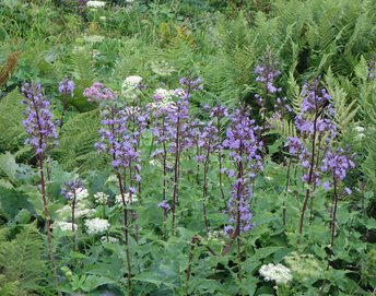 Blume-Alpenmilchlattich-ss-2019-_1_-webbearb