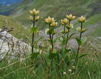 Blume-Enzian-punktierter-Madrisa-Montafon-wg-2018-_94_-webbearb