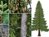 03. Nadelbäume image-67921