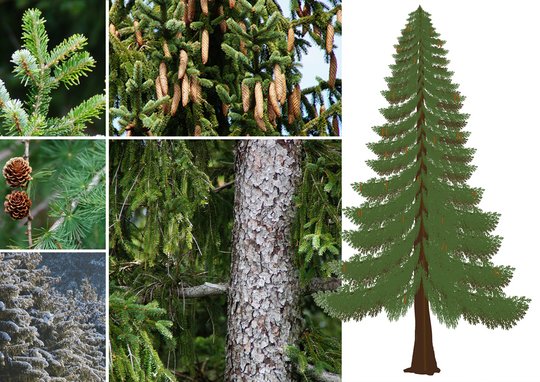03. Nadelbäume Grafische Darstellung eines Nadelbaumes mit Fotos von Fichte und Lärche