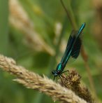 Gebänderte Prachtlibelle image-89815