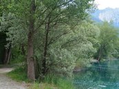 03b. Auwald image-54348