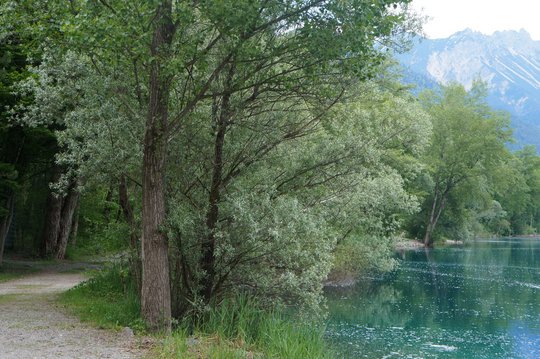 03b. Auwald 03b. Auwald