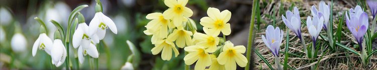 Slider-Panorama-Blumen-Krokus-am-Scharbockskraut-Schneegloeckchen-wg-1920-360