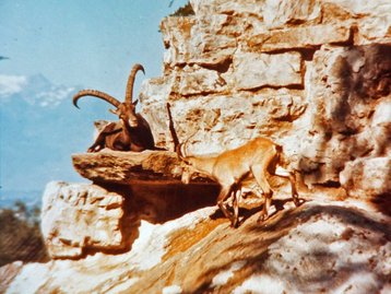 47. Wildpark auf dem Ardetzenberg image-5246