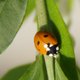 Marienkäfer orange-schwarz image-89680