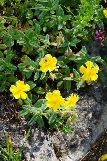 Alpensonnenroeschen-_2_-webbearb