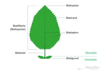 12g_Blattaufbau_Spreite