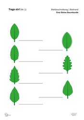 ABL_Kleine_Baumkunde_Trage_ein_1_Blattbeschreibung