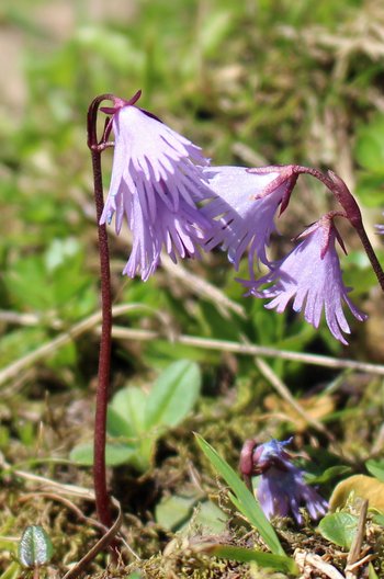 Echtes-Apengloeckchen-Soldanelle-Warther-Horn-2016-wg-_4_-webbearb