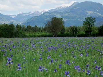 14. Riedlandschaft (Matschelser Ried) image-1995