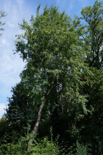 Erle-Baum