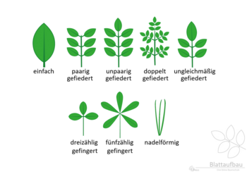 13c_Blattformen_Blattaufbau