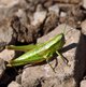 Kleine Goldschrecke image-89778