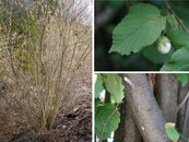 16. Hasel image-67935