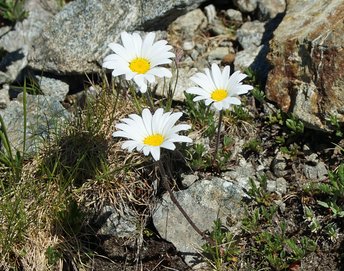 Blume-Alpenmargeriten-Montafon-Versallspitze-Wiegensee-wg-2019-_129a_-webbearb
