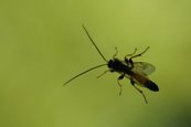 gelbschwarze Schlupfwespe image-57390