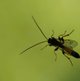 gelbschwarze Schlupfwespe image-89610