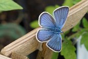 Vogelwicken-Bläuling image-63490