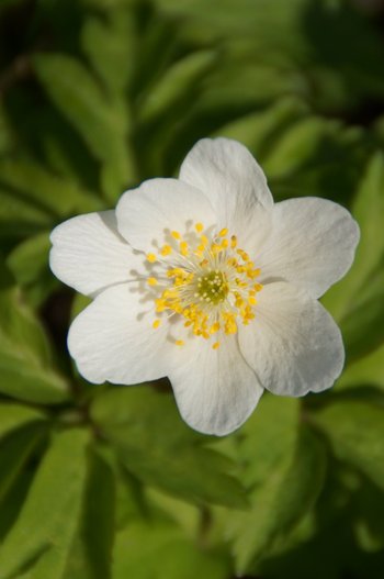 Blume-Buschwindroeschen-Ried-wg-2020-_16_-webbearb